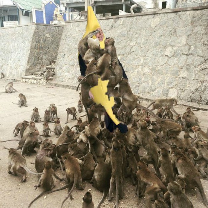 Mobbed by monkeys